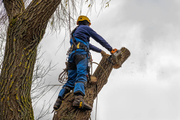 Professional  Tree Services in El Cerrito, CA